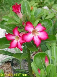 adenium, desert rose flower