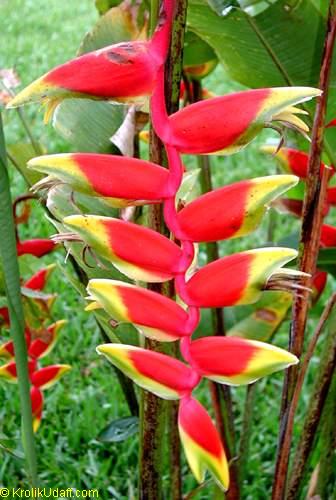 Lobster Claw Heliconia flower
