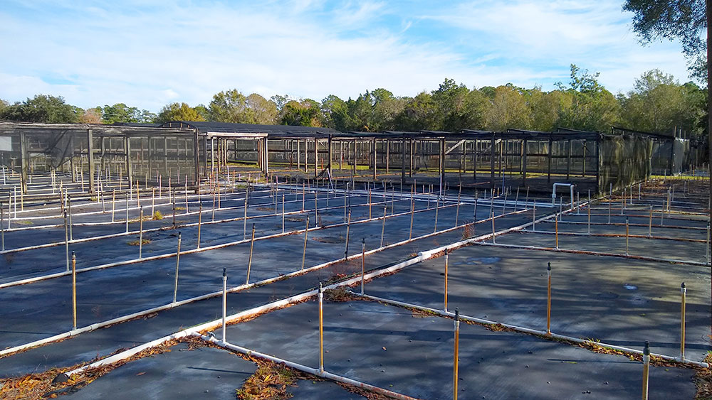 October Fall Festival at TopTropicals, October 8, 2022