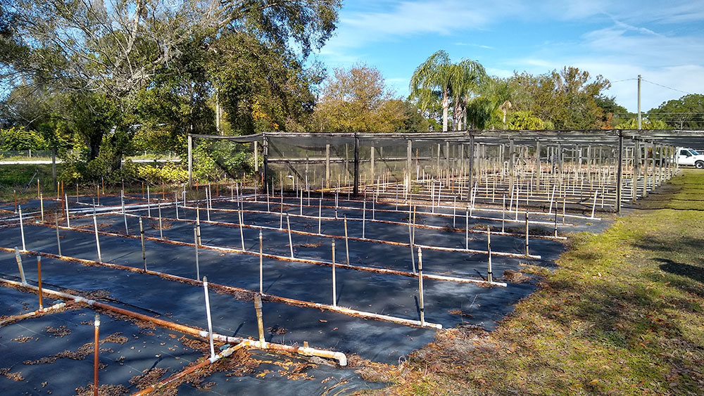 October Fall Festival at TopTropicals, October 8, 2022