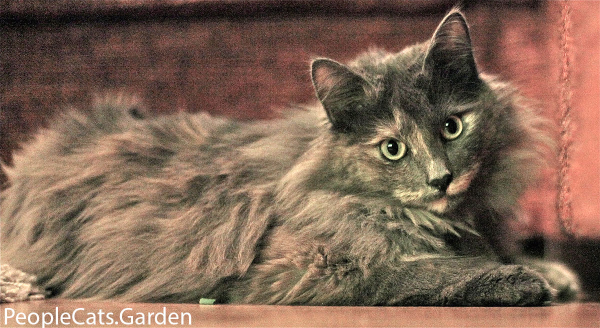 Norwegian Forest Cat 