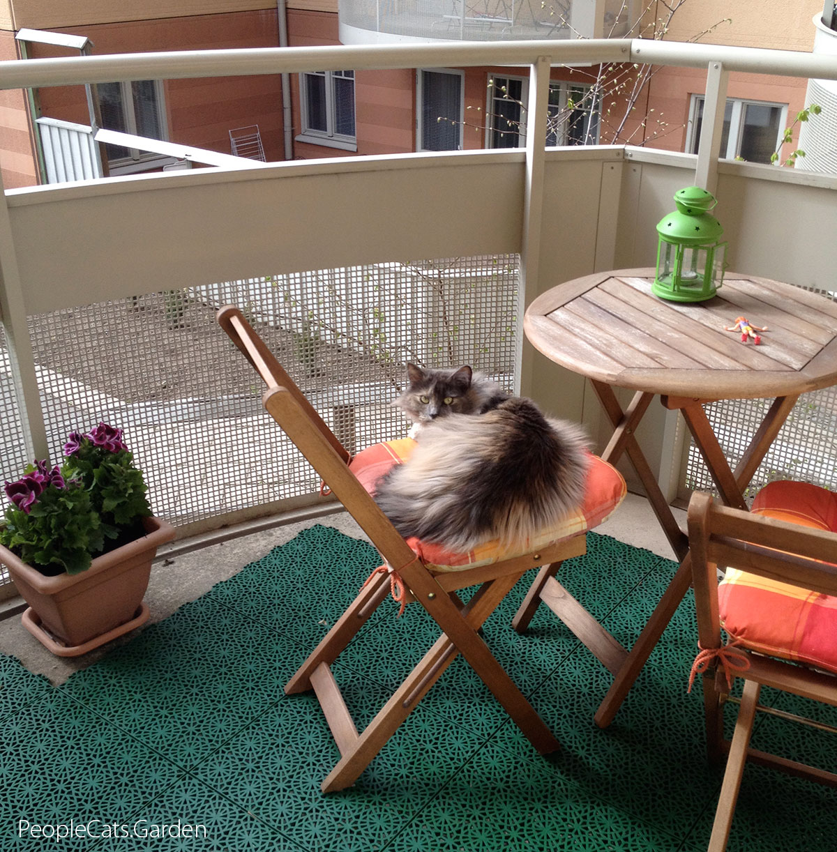 Norwegian Forest Cat - Skogkatt Lisa iin the balcony