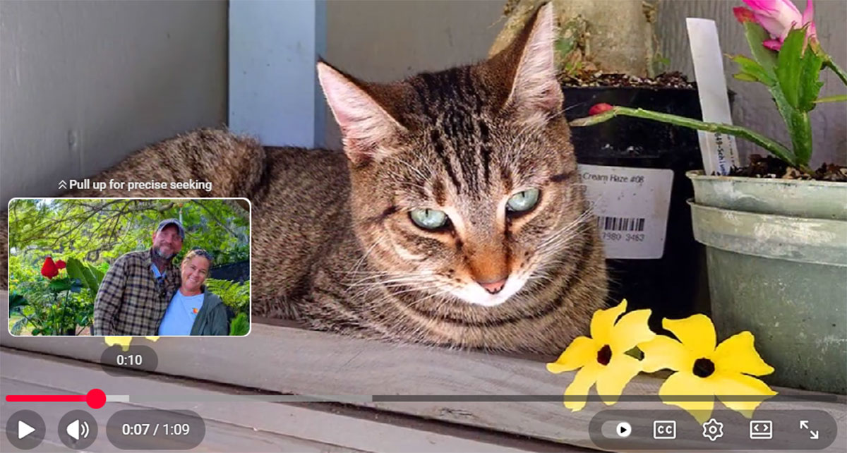 Holiday Plant Market on December  13, 2025