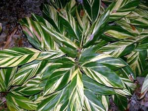 Alpinia zerumbet 'Variegata'