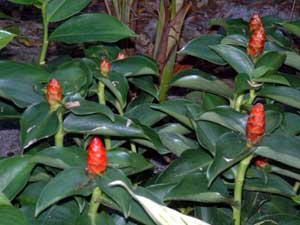 Costus spicatus