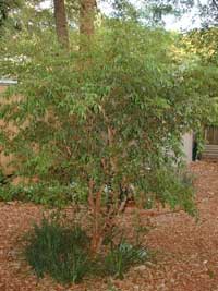 Myrciaria cauliflora 