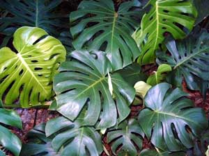 Monstera deliciosa