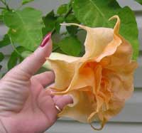 Brugmansia