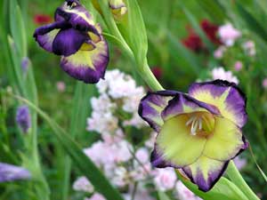 Gladiolus