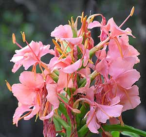 Hedychium