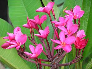 Plumeria