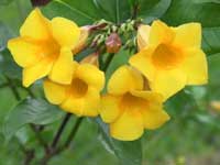 Allamanda cathartica