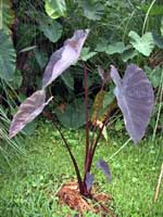 Colocasia