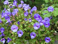 Torenia