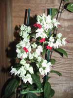 Clerodendrum thomsoniae