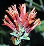 Diclipteria suberecta