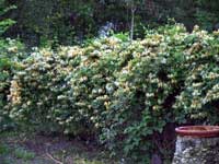 Lonicera japonica