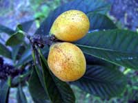 Loquat