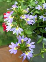 Scaevola