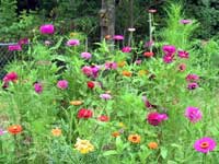 Zinnias