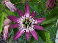 Passiflora Violacea