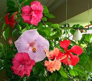 Tropical hibiscus bloom