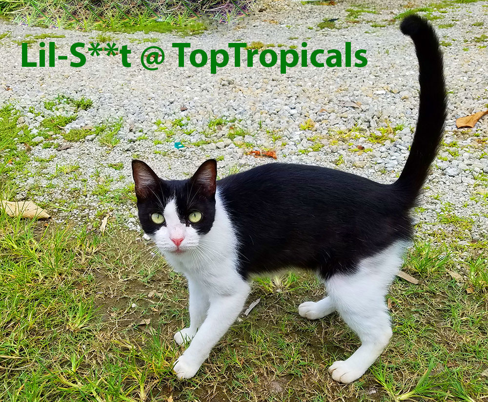 PeopleCats Garden - cats of TopTropicals