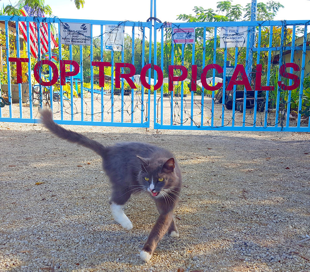 PeopleCats Garden - cats of TopTropicals