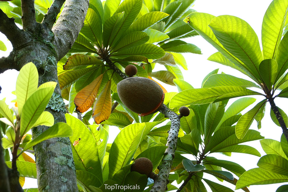 PeopleCats Garden - pouteria sapote