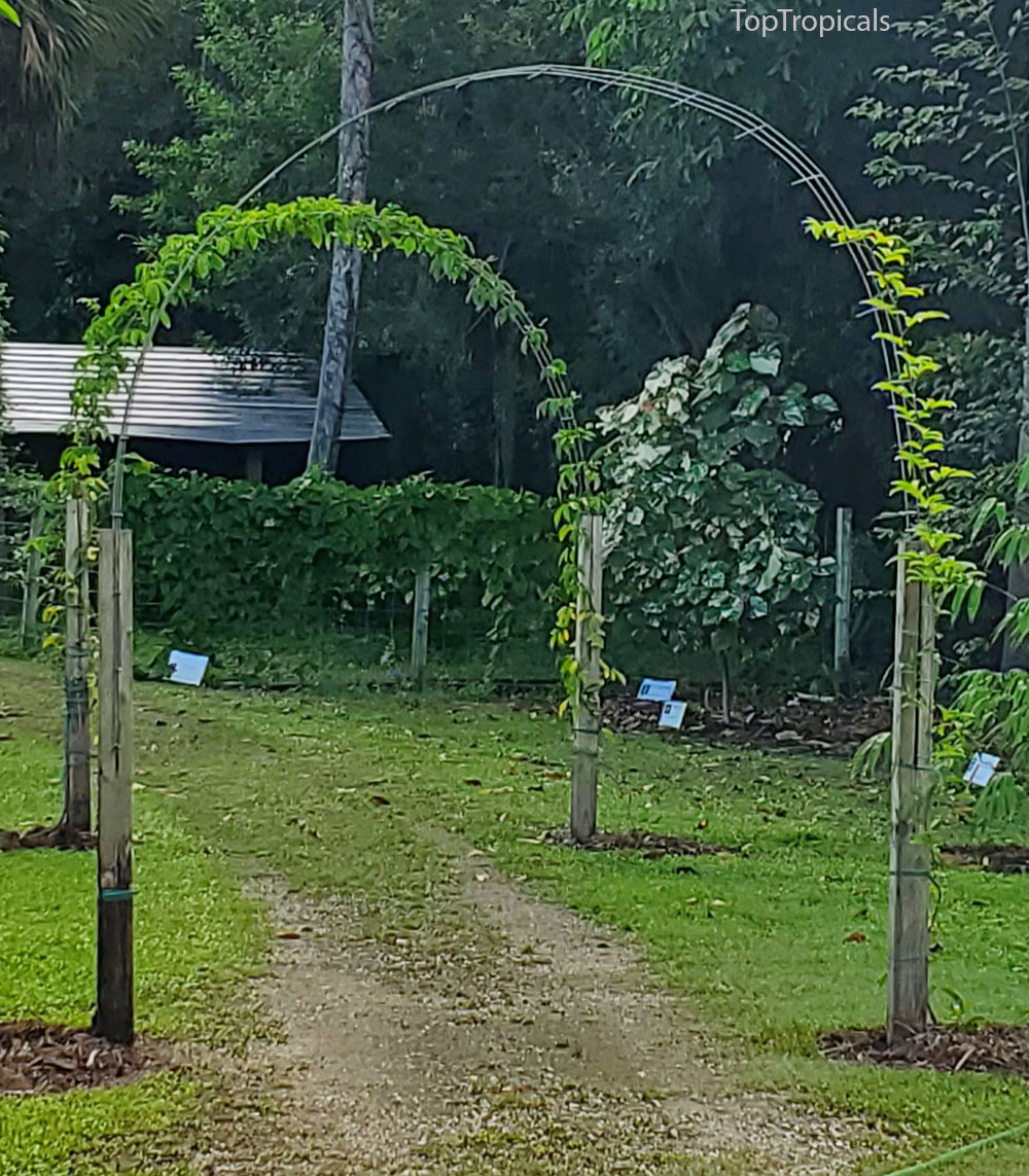 PeopleCats Garden - trellises