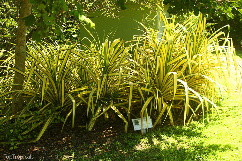 PeopleCats Garden - variegated pandanus