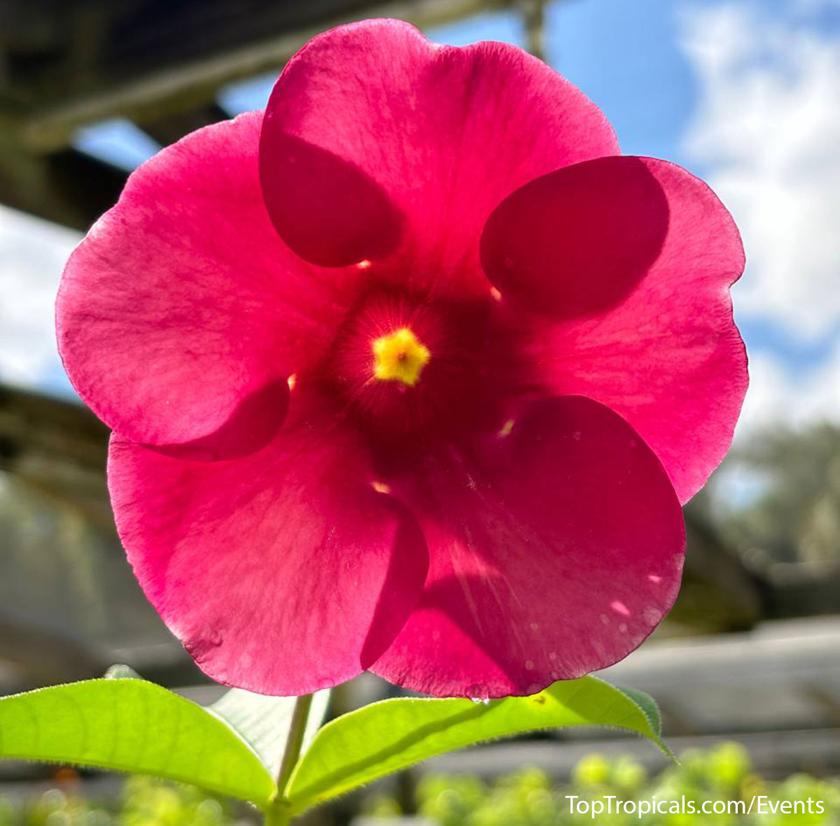 Red Allamanda