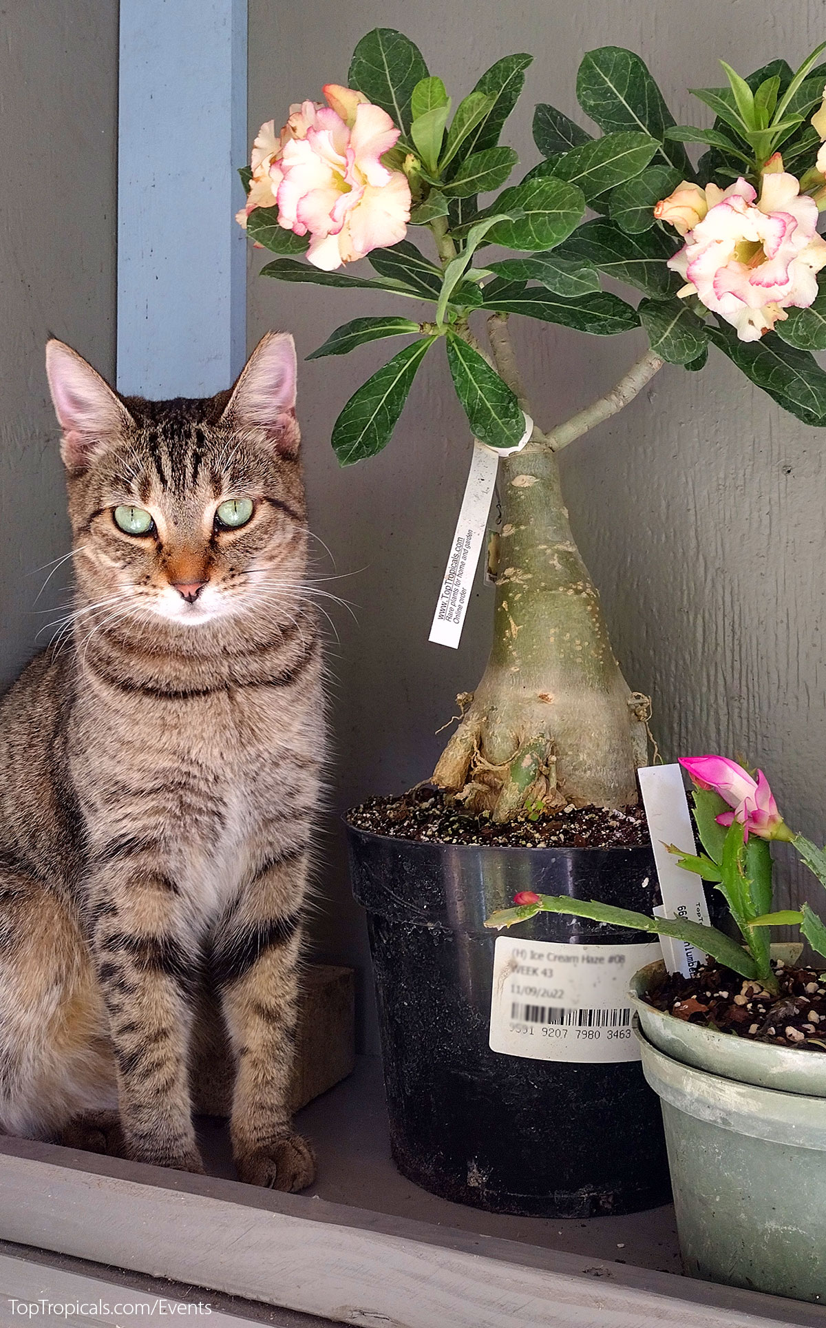 Holiday Plant Market on December 13, 2025