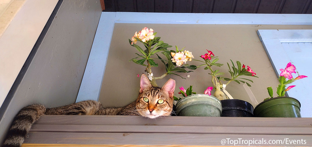 Holiday Plant Market on December 13, 2025