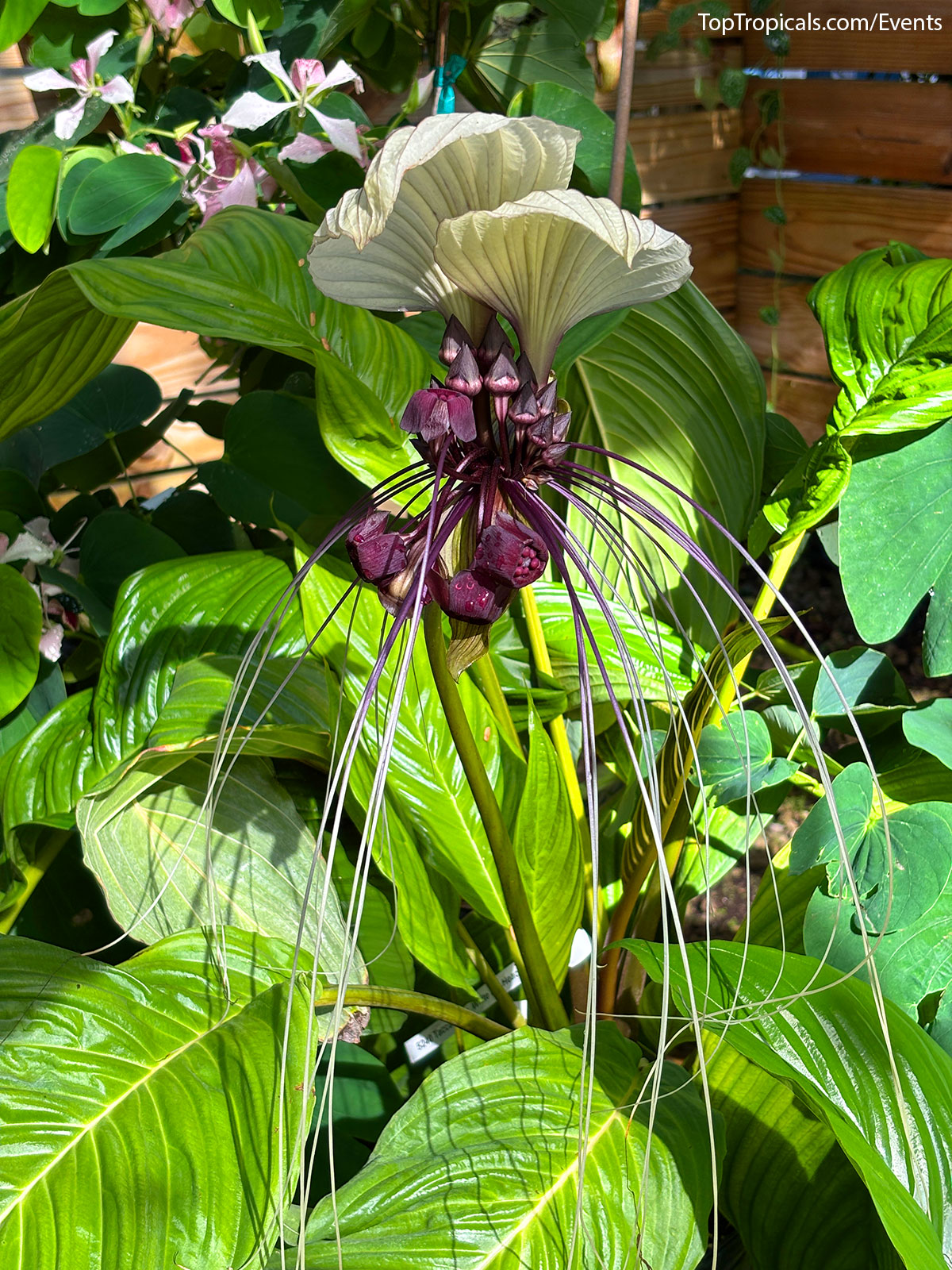 Plant Market on September 6, 2025