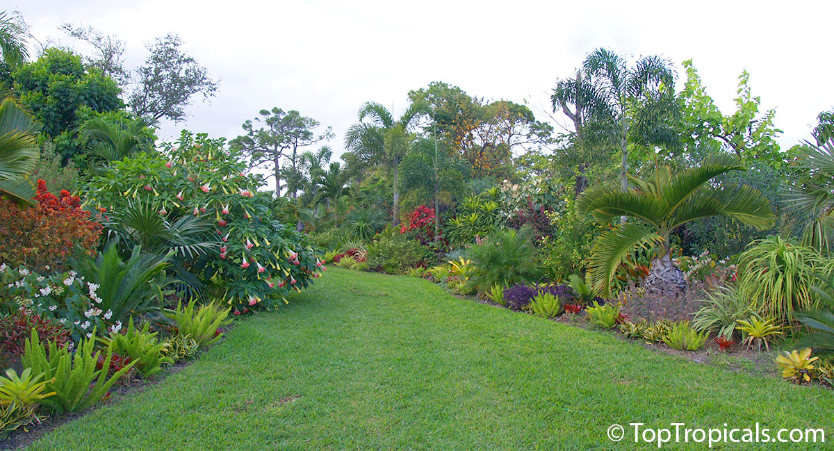 Tropical Landscape