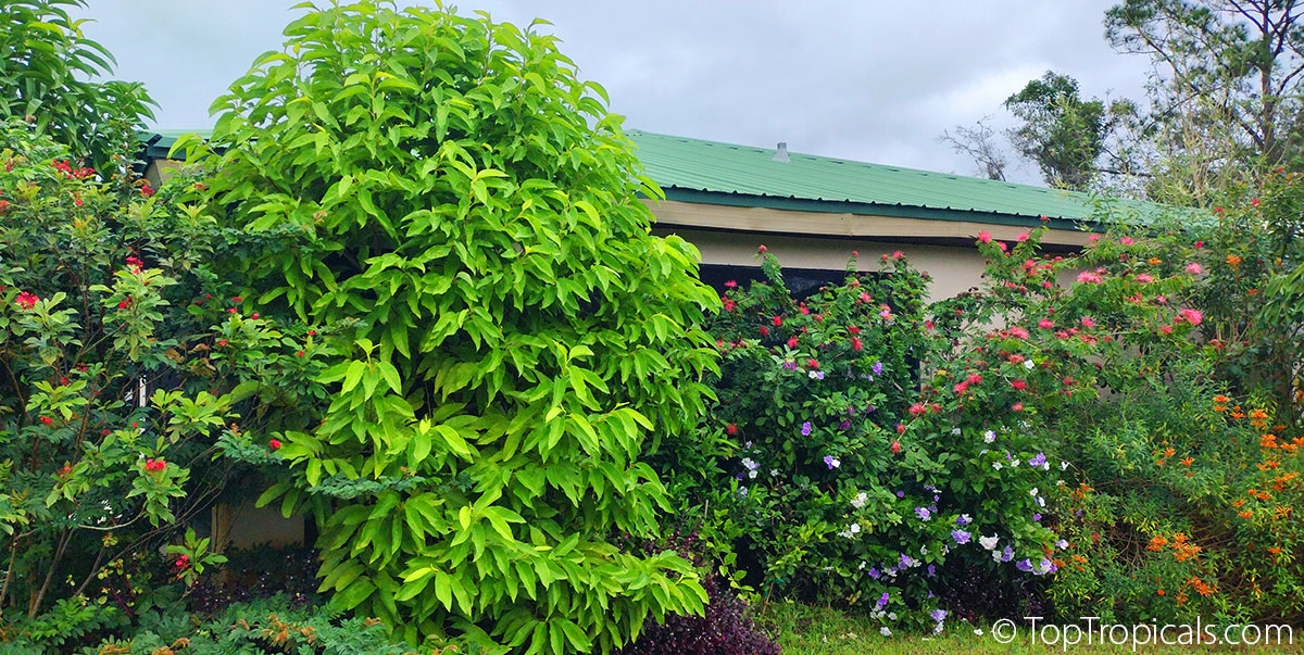 Winter blooming trees in tropical landscape