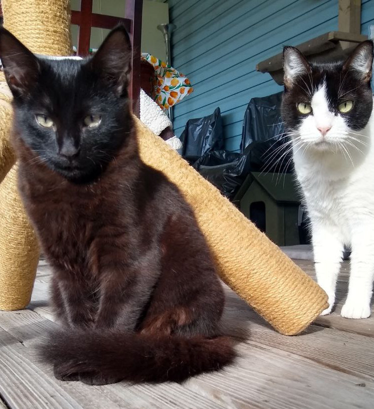 Two Sad Cats