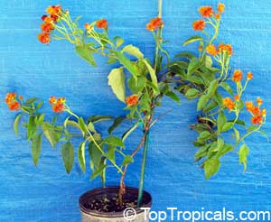 Senecio confusus - Mexican Flame Vine