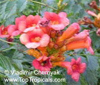 Campsis radicans,  